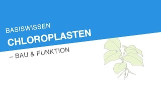 BASISWISSEN CHLOROPLASTEN – BAU ampamp FUNKTION  Biologie [upl. by Grider]