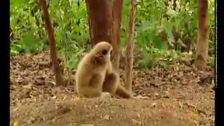 Gibbon plays with Tigers at wwwgibbonsasia [upl. by Asaeret]