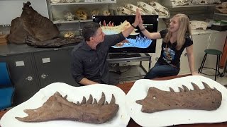 Dissecting with Emily  Tyrannosaurus rex holotype dentaries [upl. by Odracer]