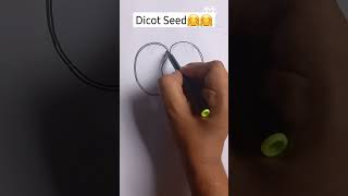 Dicot Seed Easy Labelled Diagram youtubeshorts ytshorts shorts viral biology drawing [upl. by Acirehs]