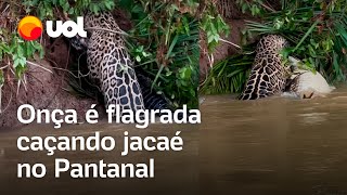 Onça é flagrada caçando jacaré no Pantanal vídeo mostra momento [upl. by Beth]