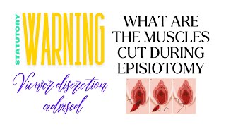 What muscles are cut during episiotomy incision episiotomy vaginaldelivery normaldeliverytips [upl. by Tanney]