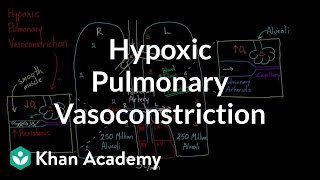 Hypoxic pulmonary vasoconstriction  Circulatory system physiology  NCLEXRN  Khan Academy [upl. by Borchers54]