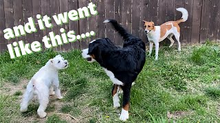 BERNESE PUPPY SPENDS A WEEK WITH MY DOGS [upl. by Aicenev]