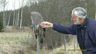 LAPPUGGLA Great Grey Owl Strix nebulosa Klipp  1 [upl. by Eillim]