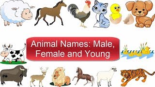 Animal Names  Male Female and Young  Animal Vocabulary  Learn English [upl. by Chaddie399]