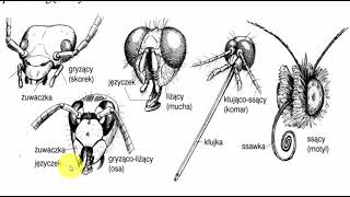 Aparaty gębowe owadów – OWADY Stawonogi  KOREPETYCJE z BIOLOGII – 326 [upl. by Arrek391]