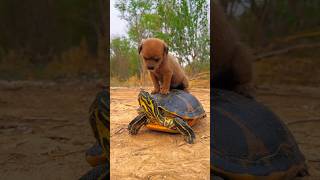 कछुआ कृपया मेरी मदद करो tortoise please help me shortsviralvideo trending [upl. by Clara941]