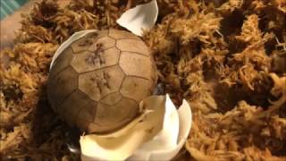 Elongated Tortoise Hatching from Egg time lapse [upl. by Gianni927]