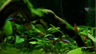 45L aquarium planted tankmp4 [upl. by Elfrieda]