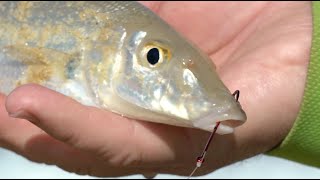 IFISHTV  Sand Whiting from the Beach and the Boat [upl. by Ashlan]