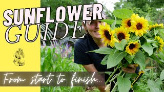 How to Grow Sunflowers from Seed  Cut Flower Gardening for Beginners [upl. by Three433]