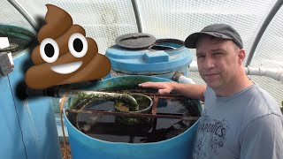 Aquaponics Solids poop Removal Tour and Maintenance [upl. by Symer]