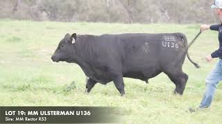 LOT 19 MILLAH MURRAH ULSTERMAN U136 [upl. by Edmonda]