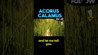 Acorus calamus vitamins protein and is really good for health vitamin proteinpowder protein [upl. by Reywas]