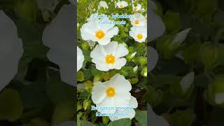 Cistus × hybridus corbariensis commonly known as the rock rose in full flower gardenerben shrub [upl. by Flossie]