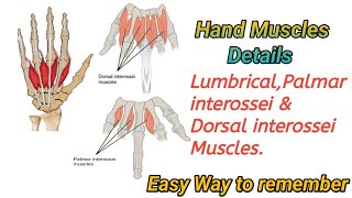 Hand Muscles Anatomy  Lumbricals  Palmar interossei  Dorsal interossei [upl. by Frerichs]