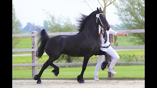 Saly at the inspection With a view of 3 very handsome studbook stallions Friesian Horses [upl. by Acirea]