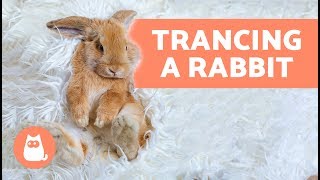 Trancing a rabbit – Why you should never do it [upl. by Chon491]