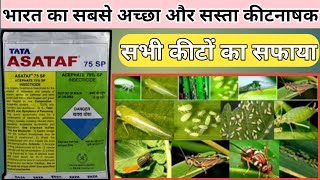 Acephate 75sp। adama acemain। tata asataf। acefate 75। best insecticide। [upl. by Ellak325]