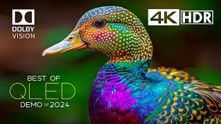 ULTIMATE HDR 4K 60FPS  Dolby Vision Demo [upl. by Silverman]