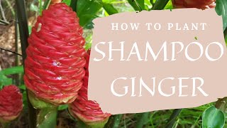 Planting Shampoo Ginger in Pots  Awapuhi Rhizomes [upl. by Ycam465]