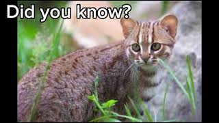 Rusty  Spotted Cat [upl. by Kilah229]