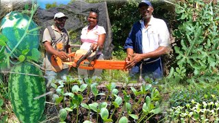 ST MARY FARMERS THANKFUL FOR GIFT  DELLROY SWEET MELONS LOOKING SO AMAZING TEAM WORK JAMAICA 🇯🇲 [upl. by Eigram]