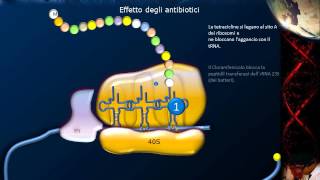 Lezione 21  Sintesi proteica e codice genetico [upl. by Beare]