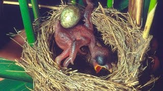 Common Cuckoo chick ejects eggs of Reed Warbler out of the nestDavid Attenboroughs opinion [upl. by Decrem228]