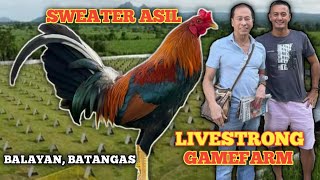 SWEATER ASIL  LIVESTRONG GAMEFARM  JEYSHI DIMAFELIX  QUALITY GAMEFOWL IN THE PHILIPPINES [upl. by Cornew]