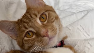 Dappers interview cats comedy viral [upl. by Anniram944]