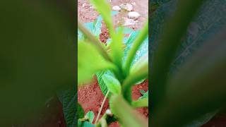 Planting Callaloo [upl. by Ellebasi68]