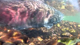 Salmon spawning  Up close and personal [upl. by Haliehs56]