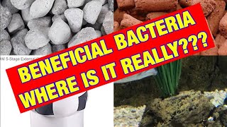 Beneficial BacteriaWHERE IS IT REALLY [upl. by Ttennaej]