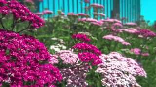 Achillea millefolium Growing Guide  What is Yarrow [upl. by Goody]