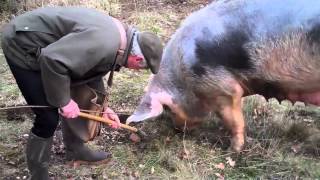 Princesse Nini au travail en ses terres à truffes de MareuilsurBelle 24 [upl. by Hawkie295]