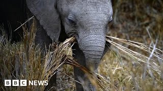 How does a blind girl go on safari in Kenya  BBC News [upl. by Rollie]