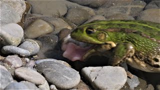 Frosch frisst Libellenlarve  Frog eats damselfly larva [upl. by Cathyleen]