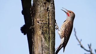 Woodpecker Pecking and Calling  Northern Flicker Redshafted Flicker [upl. by Sueahccaz50]