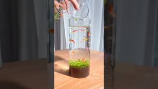 beautiful mini aquarium setup small aquarium setup aquarium shortvideo shorts [upl. by Htims]