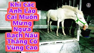 Thang Co Cremello Lao Cai  BẠCH MÃ TV [upl. by Bax]