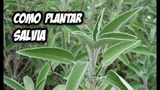 Como Plantar Salvia en el Huerto o Jardín  Plantas Aromáticas [upl. by Zoila]