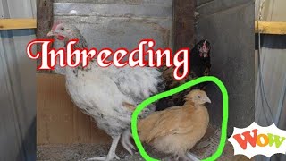 Inbreeding is the beginning of problems in poultry [upl. by Brenda888]