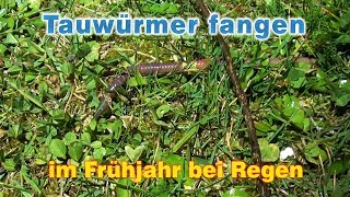 Tauwürmer fangen  so fängt man Tauwürmer selbst [upl. by Eiblehs32]