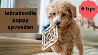 labradoodle puppy opvoeden  6 tips [upl. by Newberry]