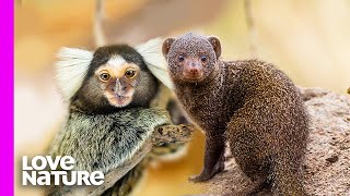 Tiny Marmoset Monkey Obsessed With Fierce Mongooses [upl. by Avon]