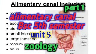 alimentary canal and associates gland bsc 5th semester alimentary canal in humanalimentarycanal [upl. by Bremble159]