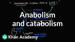 Overview of metabolism Anabolism and catabolism  Biomolecules  MCAT  Khan Academy [upl. by Pergrim]