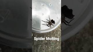 Spider actual Molting😱 [upl. by Charyl]